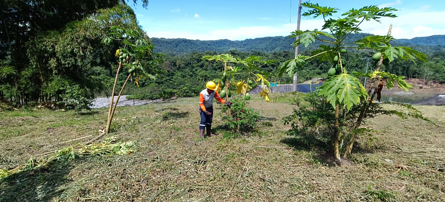Campañas de Reforestación
