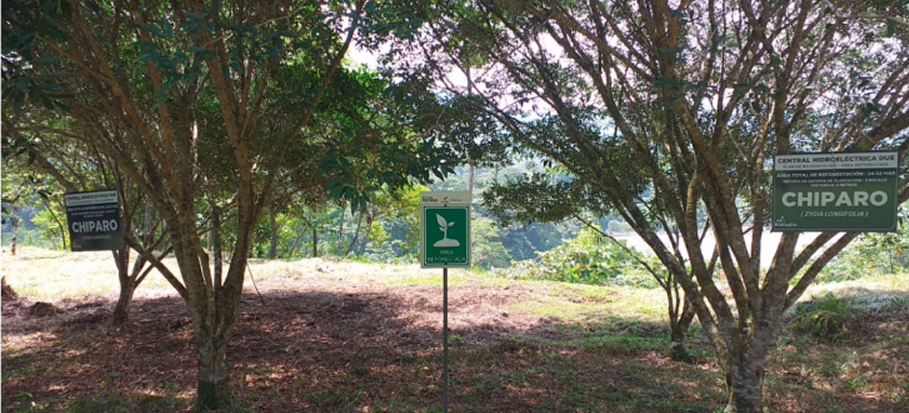 Plan de Reforestación